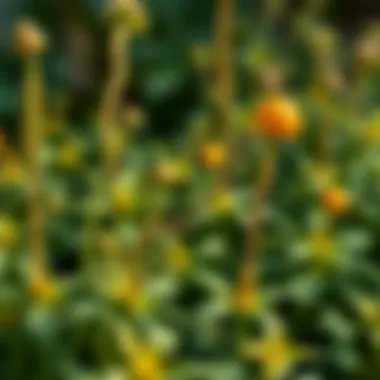 Healthy garden plants thriving without aphids