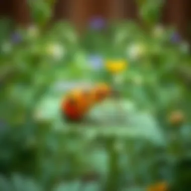 Demonstration of organic aphid control methods