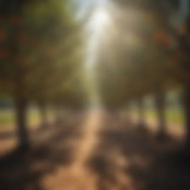 A vibrant orchard of evergreen fruit trees under California sunlight