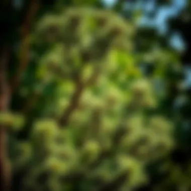 Fast-Growing Tree Species Close-up of fast-growing tree species suitable for Alabama