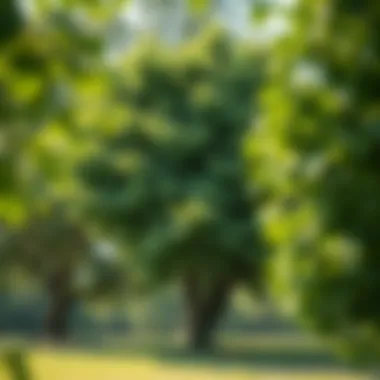 Healthy growth characteristics of privacy trees in Alabama's soil