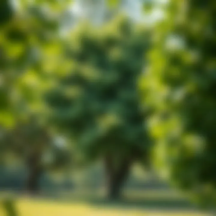 Healthy growth characteristics of privacy trees in Alabama's soil