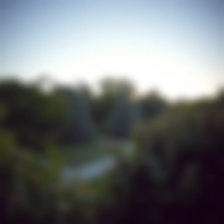 Landscape showcasing various fast-growing privacy trees