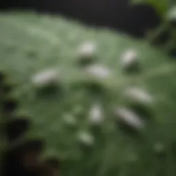Close-up of whiteflies on a leaf