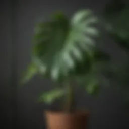 Close-up of a Monstera plant showcasing its iconic large, split leaves