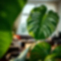 A vibrant Monstera plant with large, perforated leaves set in a modern living room.