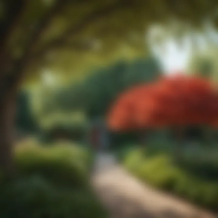 A vibrant medium sized tree showcasing its foliage in a landscaped garden