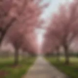 A stunning display of non-fruit bearing cherry trees in full bloom