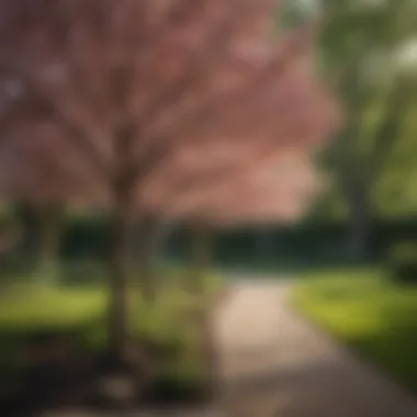 Non-Fruit Bearing Cherry Trees in Landscape Design A landscaped garden featuring non-fruit bearing cherry trees as focal points