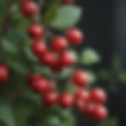 Close-up of vibrant red berries on a bush