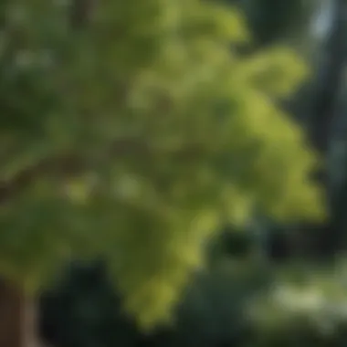 Close-up of unique foliage of a shade-loving small tree