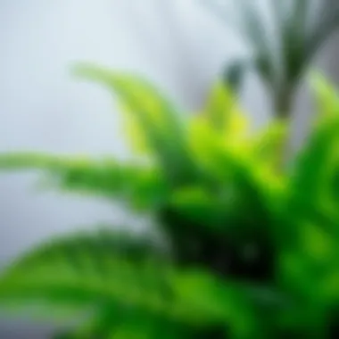 A vibrant Boston fern showcasing lush green leaves