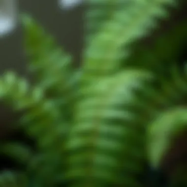 Close-up of a maidenhair fern highlighting its delicate fronds