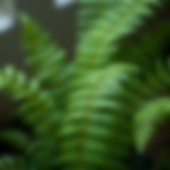 Close-up of a maidenhair fern highlighting its delicate fronds