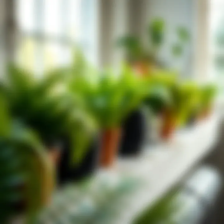 A collection of potted ferns on a sunny windowsill