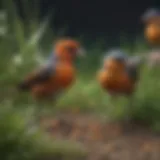 Colorful birds feeding on grass seeds