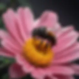 A close-up of a black bee on a flower, showcasing its importance in pollination.
