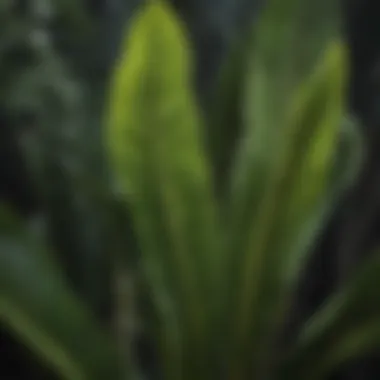 Close-up of banana plant leaves highlighting nutrient absorption