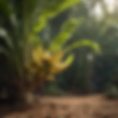 Effective Fertilization Techniques for Banana Trees Fertilization techniques for banana trees illustrated