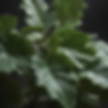 Close-up of Fiddle Leaf Fig Leaves