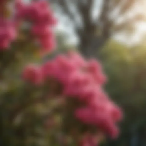 Vibrant crepe myrtle flowers in full bloom