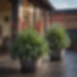 A vibrant collection of frost resistant potted plants arranged aesthetically on a patio during winter.