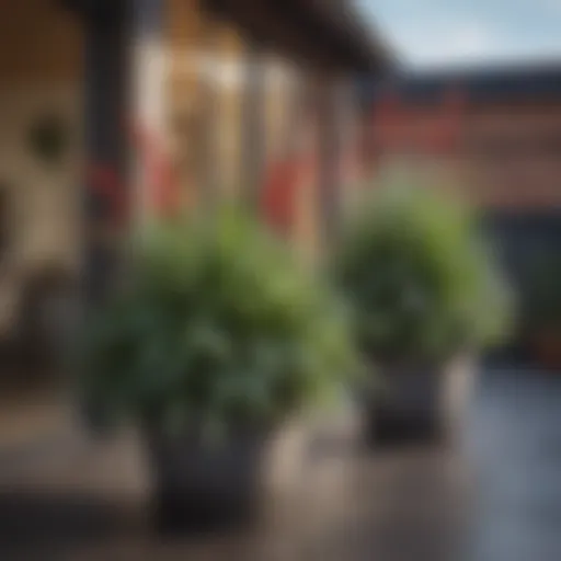 A vibrant collection of frost resistant potted plants arranged aesthetically on a patio during winter.
