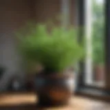 Beautifully potted dill plants thriving indoors