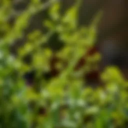 Vibrant dill plants flourishing in sunlight