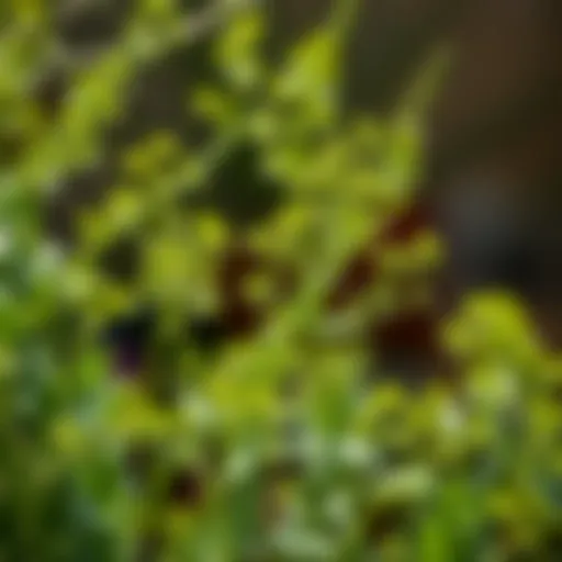 Dill Thriving in Optimal Conditions Vibrant dill plants flourishing in sunlight