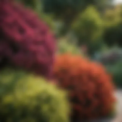 A variety of colorful shrubs thriving in a lush garden