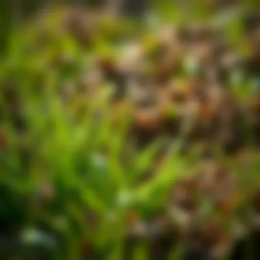 Close-up view of grass thriving amidst a patch of dead weeds, illustrating the effectiveness of selective herbicides.