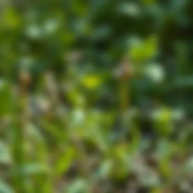 Weeds affected by vinegar application