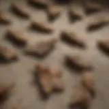 Close-up of common house moths on fabric