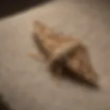 Close-up of a moth resting on a fabric