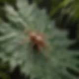 Close-up of a spider mite infestation on a leaf
