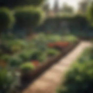 A gardener carefully planning the layout of a raised vegetable garden