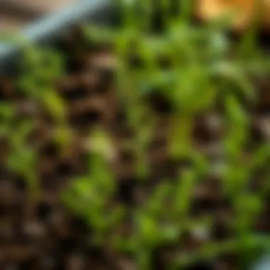 Nourishing Soil for Dill Cultivation Healthy soil enriched for ideal dill growth