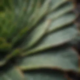 Close-up of a succulent leaf showing signs of dehydration