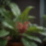 Close-up of a vibrant indoor houseplant with visible pests