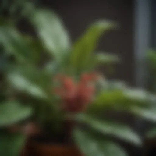 Close-up of a vibrant indoor houseplant with visible pests