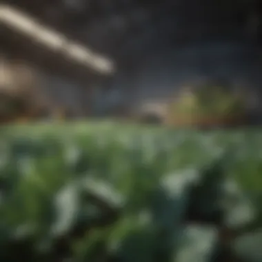 Harvesting mature kale plants