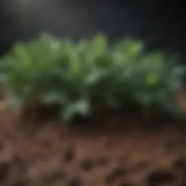 Optimal Soil Conditions for Kale Rich, loamy soil ideal for kale growth