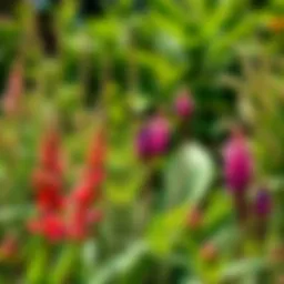 Vibrant native plants in a sunny garden