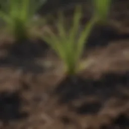 Close-up of crabgrass roots in soil