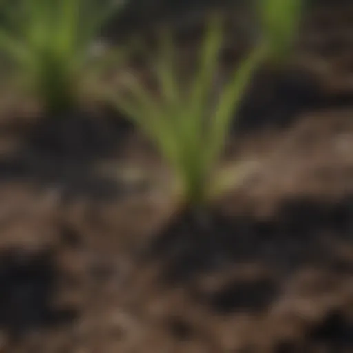 Close-up of crabgrass roots in soil