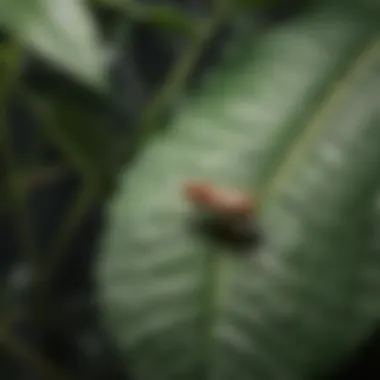 Close-up of a gnat on a leaf