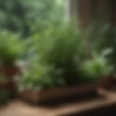 Assorted herbs thriving in a home garden