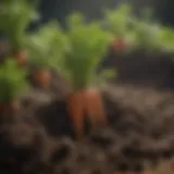 Nutrient-rich potting soil ideal for carrots
