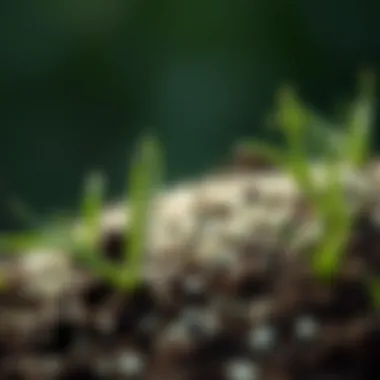 Close-up of grass seed and soil